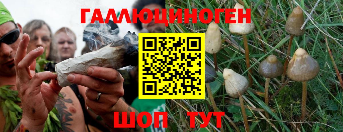 Галлюциногенные грибы Psilocybine cubensis Муравленко